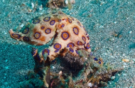 Bali 2016 - Blue ringed Octopus - Poulpe a anneaux bleus - Hapalochlaena maculosa -  IMG_6055_rc